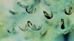 Oophila amblystomatis