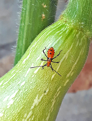 Phthiacnemia picta