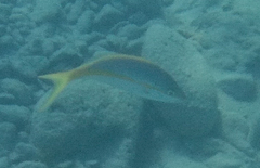 Ocyurus chrysurus