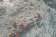 Amphimedon compressa