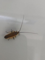 Ellipsidion humerale