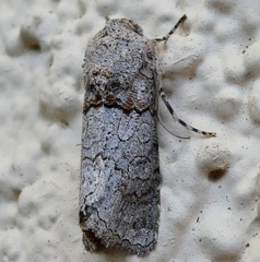 Sympistis perscripta