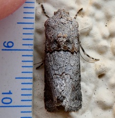 Sympistis perscripta