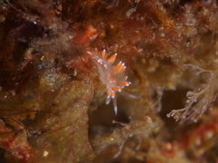 Coryphella