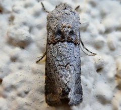 Sympistis perscripta