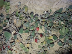 Chenopodium triandrum