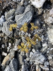 Anisotome lanuginosa