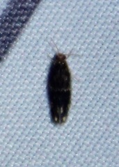 Nepticuloidea