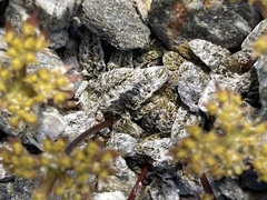Anisotome lanuginosa