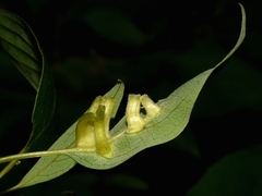 Craneiobia tuba