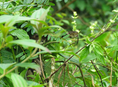 Bothrops jararaca