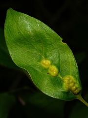 Craneiobia tuba
