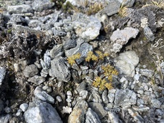 Anisotome lanuginosa