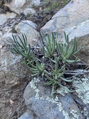 Dudleya edulis