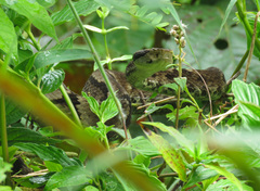 Bothrops jararaca