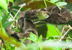Bothrops jararaca