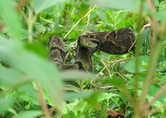 Bothrops jararaca