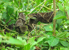 Bothrops jararaca