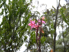 Epidendrum arachnoglossum