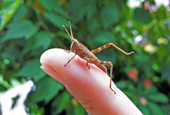 Coryacris angustipennis