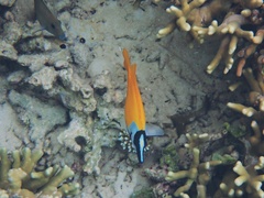 Siganus vulpinus