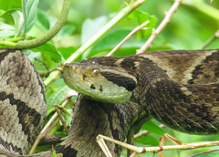 Bothrops jararaca