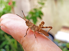 Coryacris angustipennis