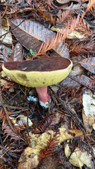 Xerocomellus zelleri