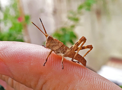 Coryacris angustipennis
