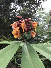 Alpinia zerumbet