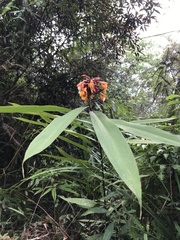 Alpinia zerumbet
