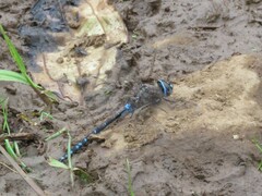 Rhionaeschna galapagoensis