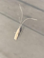 Triplectidinae