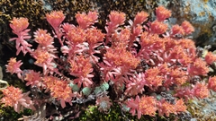 Sedum goldmanii