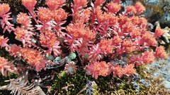 Sedum goldmanii