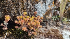 Sedum goldmanii