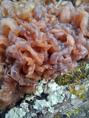 Phaeotremella frondosa