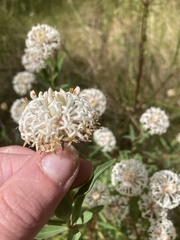 Pimelea treyvaudii