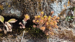 Sedum goldmanii