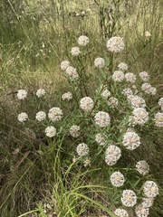 Pimelea treyvaudii