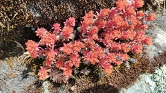 Sedum goldmanii