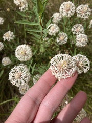 Pimelea treyvaudii