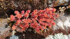Sedum goldmanii