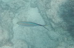 Caranx ruber