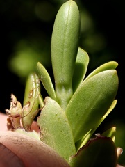 Veronica vernicosa