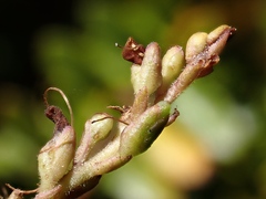 Veronica vernicosa