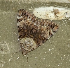 Catocala desdemona