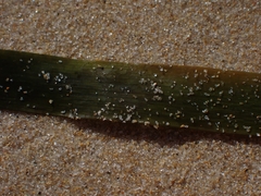 Posidonia australis