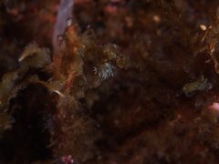 Dendronotus