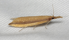 Donacaula mucronella